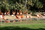 Flamingo wing flapping.